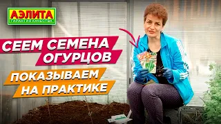 Показываем Наш Опыт Посадки Огурцов для Максимального Урожая. Сеем Семена Огурцов.