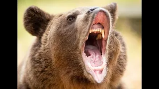 Christine Courtneys Predatory Brown Bear Attack
