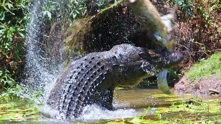 SALTWATER CROCODILE — the monster that devours whales and tigers! Crocodile vs shark and pig!