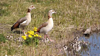 Egyptian Goose family with 9 Goslings 4K