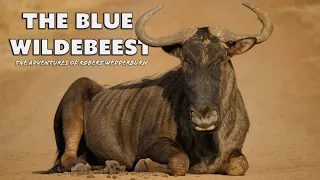 The Blue Wildebeest / Gnu - Everything you need to know about Wildebeest  - Documentary