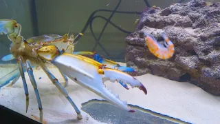 How to keep a grocery store crab as a pet ( Blue Crabs )