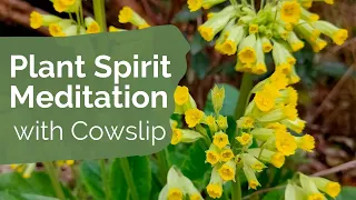 Plant Spirit Healing Reiki Meditation with Cowslip