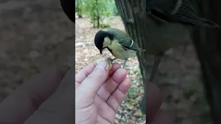 Злая синица отняла у меня орех / An evil tit took a nut from me