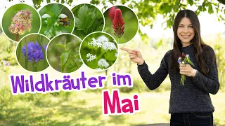 Wildkräuter im Mai - das kann man jetzt sammeln 🌱🌸 #wildkräuter #garten #mai #frühling #wildpflanzen