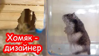 Хомяк Стёпа прогрыз себе дверь