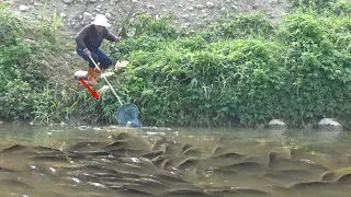 😱MUSIM PANEN IKAN LIAR DI TIONGKOK