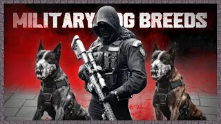 THE 10 SPECIAL MILITARY DOG BREEDS