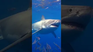 The Great White Shark Guadalupe Island in Mexico | Great White Shark Encounter #shorts