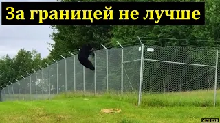 За границей не лучше! М. А. Мельничук. МСЦ ЕХБ