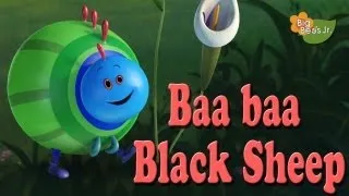 Big Bees Jr. - Baa Baa Black Sheep