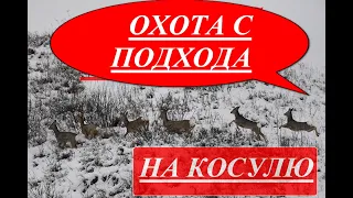 Закрытие сезона охоты на косулю. Охота на косулю Closing roe deer hunting season. Roe Deer Hunting