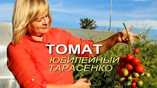 ЮБИЛЕЙНЫЙ ТАРАСЕНКО! ОБЗОР СОРТОВ ТОМАТОВ! Советы от ЗЕЛЕНОГО ОГОРОДА!