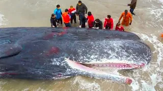 They Opened a Whale and You Won't Believe What They Found Inside