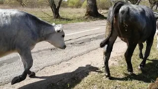 1 мая 2020 г.ТЕЛКИ СБЕЖАЛИ СО СТАДА!3 КМ ПЕШКОМ ДОМОЙ!