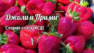 🍓Обзор Джоли и Прими 🍓 (средний срок созревания КСД) после стихии 😭.. 25 мая 2023 г. Ставрополь.