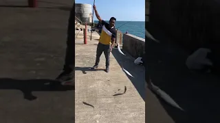 Mackerel Fishing in Brighton Marina 2020