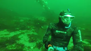 Freediving with monster Lingcod in Puget Sound