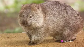 Wombats Uncovered