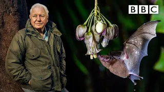 Sir David Attenborough witnesses a MAGICAL moment 😲🌸 The Green Planet 🌱 BBC