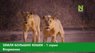 Земля больших кошек. 1-серия. Вторжение