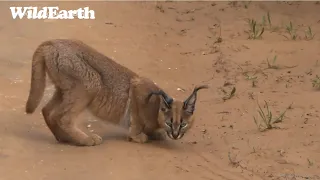 Rare Caracal Sighting