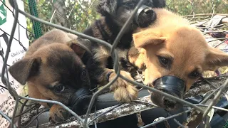 Rescued three puppies whose mouth was being tied up and ready to be sold in the slaughterhouse