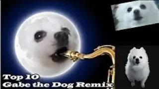 Песня иллюминаты собаки TOP 10 GABE THE DOG REMIX  Топ 10 Гейб собак Ремикс  #Ripgabe *ГО ВЗАИМКУ*