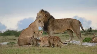 Lions Mating with the rest of the pride around them.