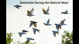 Dominate Racing! Our Natural Health Program during the Race Season