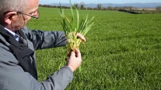 In the fields: assessing the growth stage of winter barley