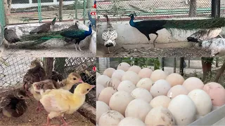 Enchanting Peacocks at Muslim Breeding Wildlife Farm House | White Shoulder & Indian Blue Beauties