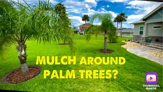 Landscaping edging ideas - palm trees - Jacksonville Florida