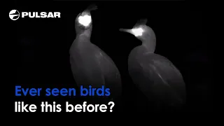 Ever seen birds like this before? | Thermal Imaging Binoculars | By Boris Belchev