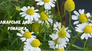 Лікарське диво- ромашка. Як виростити в себе на городі?