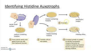 Ch 11 Part 6 Mutations and auxotrophs