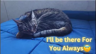 When you Feel Upset, I am Always there For You to Make you Happy 😇 Funny Cat Videos Must Watch Full🤣