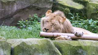 Zoo Antwerpen (birthday lions/verjaardag leeuwen) - August 29, 2023