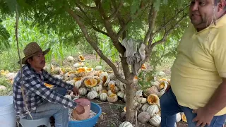 Proceso de semilla de calabaza