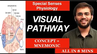 Visual Pathway | Physiology | Special Senses Physiology | Anatomy | Mnemonic & Mechanism of Vision