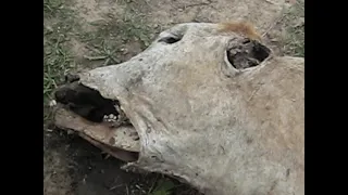 Vaca mutilada Corrientes