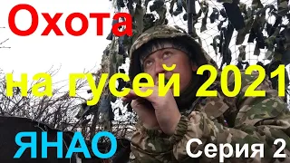 ОХОТА НА ГУСЕЙ 2021. Серия 2/Goose hunting 2021. Series 2