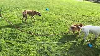 Three happy Dogs' Routine Play 05-07-2024