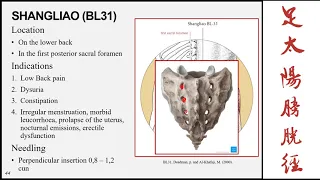 The bladder meridian of the foot taiyang part 3