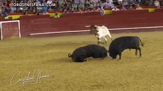 COMBAT ENTRE DEUX TAUREAUX !