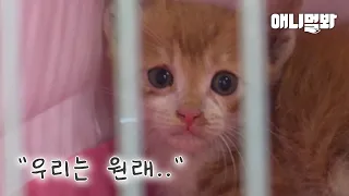 벽 속에 갇힌 고양이 가족을 구했는데 해피엔딩이 아닙니다..ㅣCat Family Stuck Inside a Wall.. Rescued, But Mom Cat’s in Despair