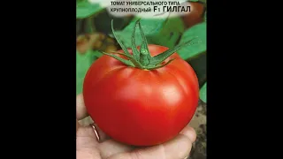 Самый лучший томат в мире 2023 г.! Высокоурожайный,сладкий и вкусный томат ГИЛГАЛ F1! СУПЕР!