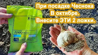 Обязательно внесите ЭТИ 2 ложки под Чеснок в Октябре Урожай будет отменным, головка чеснока крупнее.