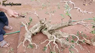 PROSES POTONG RANTING BONSAI SERUT