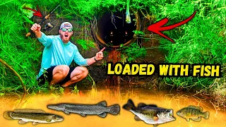 Fishing SKETCHY Urban Creeks LOADED w/ Multi Species Fish **ALLIGATOR SPOTTED**